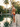 Las Carolinas men's swim trunks at a palm-reflected pool in a Cuban colonial garden — House of Yas editorial
